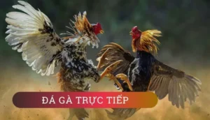 Chinh Phục Sảnh Đá Gà GA28 Tại 789Bet Với Chiến Thuật Bất Bại