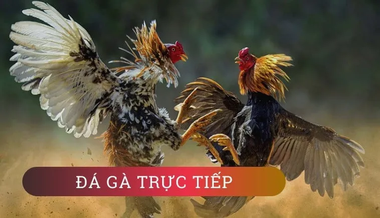 Chinh Phục Sảnh Đá Gà GA28 Tại 789Bet Với Chiến Thuật Bất Bại
