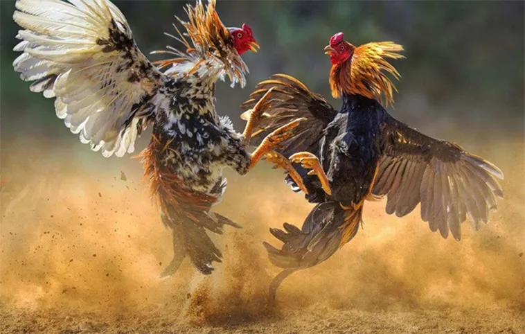 Bí Kíp Chơi Đá Gà WS168 Tại 789Bet Từ Cao Thủ Bất Bại Trăm Trận