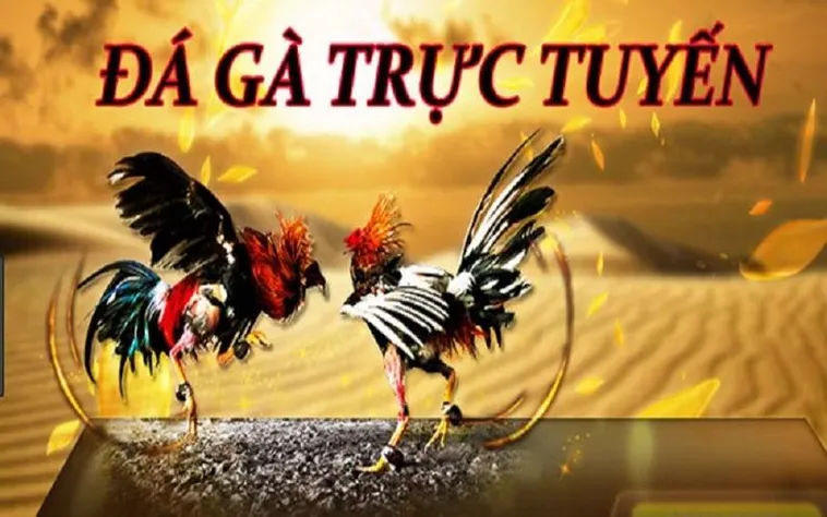 Khám Phá Thế Giới Đá Gà 789Bet Sôi Động Bậc Nhất Hành Tinh